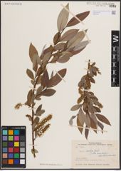Foto von Salix excelsa S. G. Gmel.